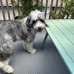 Reunited Male Dog last seen Nottingham Drive and Jennings, Gladstone, OR 97027