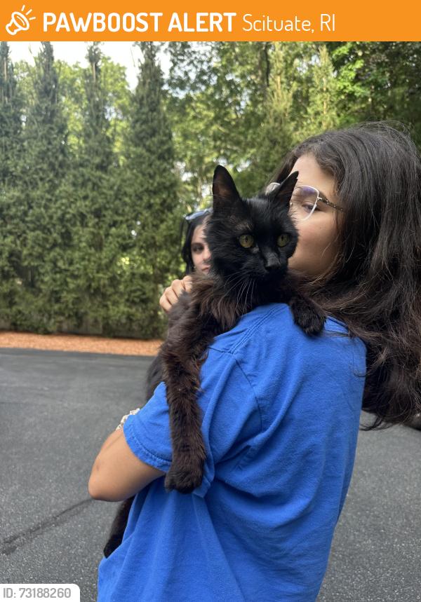 Found/Stray Unknown Cat last seen Hope road intersection, Scituate, RI 02921