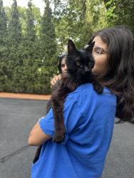 Found/Stray Unknown Cat last seen Hope road intersection, Scituate, RI 02921