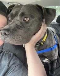 Shelter Stray Male Dog last seen Near, 2600 S Harding St, Indianapolis, IN 46221, USA