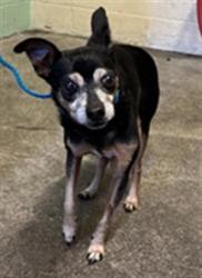 Shelter Stray Male Dog last seen HELEN WAY & FRUITRIDGE RD, 2127 Front St, Sacramento, CA 95818, USA