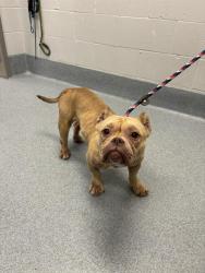 Shelter Stray Female Dog last seen Near, 2600 S Harding St, Indianapolis, IN 46221, USA