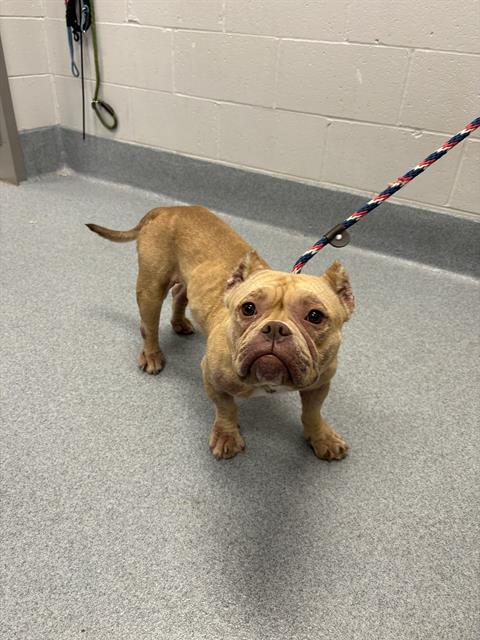 Shelter Stray Female Dog last seen Near, 2600 S Harding St, Indianapolis, IN 46221, USA