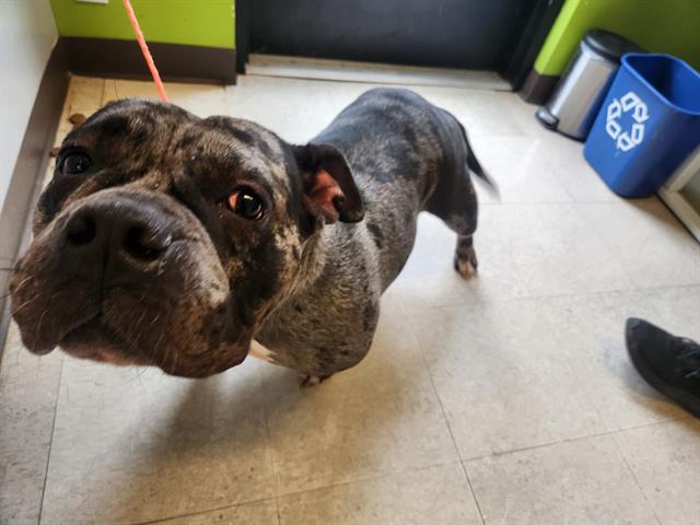 Shelter Stray Female Dog last seen Near BLOCK 38TH AVE S, TUKWILA WA 98168, 21615 64th Ave S, Kent, WA 98032, USA