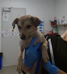 Shelter Stray Female Dog last seen BISON PADDOCK, 1419 Bryant St, San Francisco, CA 94103, USA