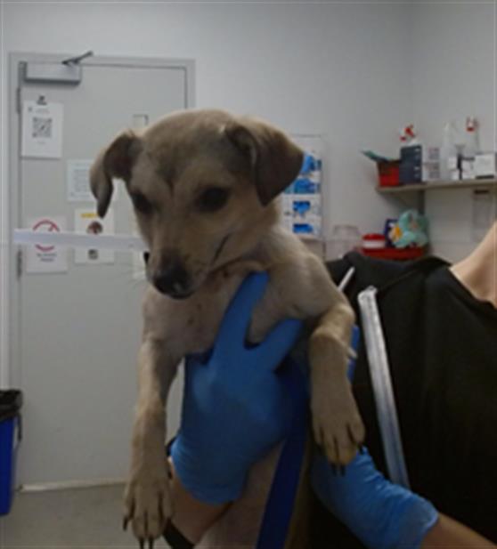 Shelter Stray Female Dog last seen BISON PADDOCK, 1419 Bryant St, San Francisco, CA 94103, USA