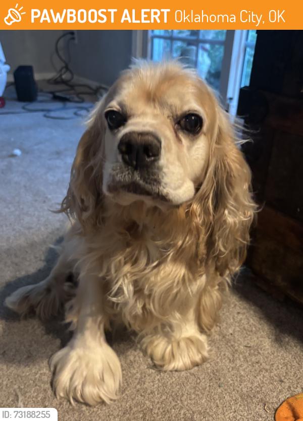 Found/Stray Female Dog last seen Near E. Grand Blvd., OKC OK, Oklahoma City, OK 73129