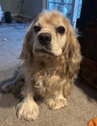 Found/Stray Female Dog last seen Near E. Grand Blvd., OKC OK, Oklahoma City, OK 73129