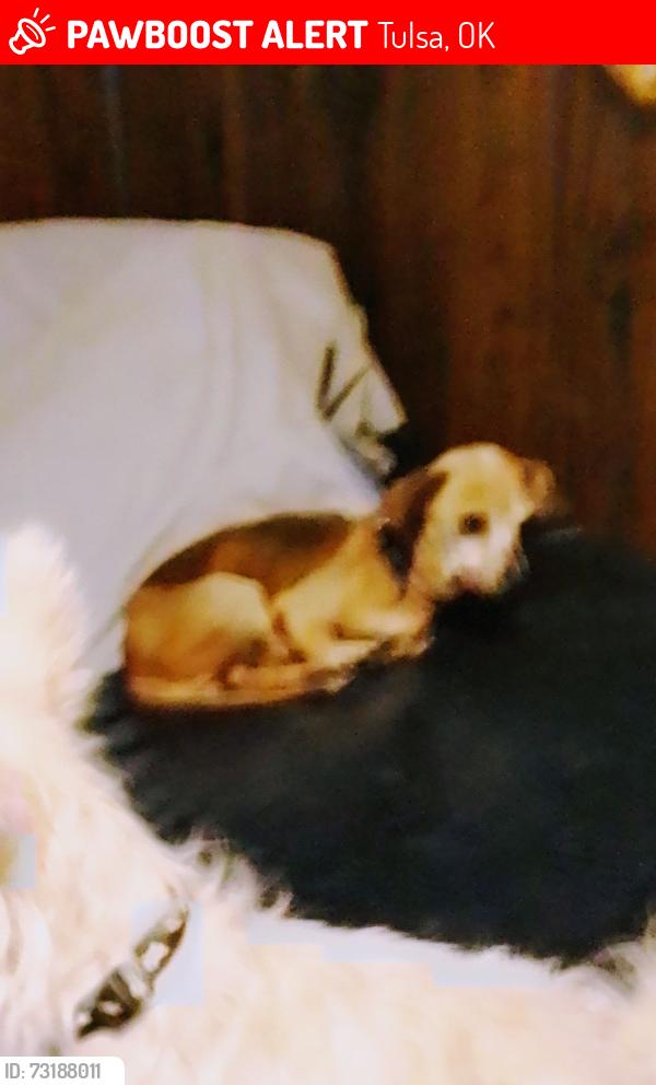 Lost Female Dog last seen Near and Charles Page blvd, Tulsa, OK 74127