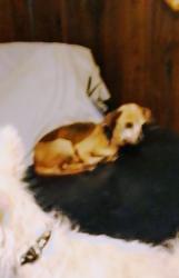 Lost Female Dog last seen Near and Charles Page blvd, Tulsa, OK 74127