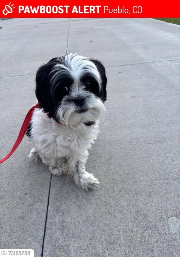 Lost Female Dog last seen Pueblo, Pueblo, CO 81003
