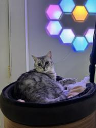 Reunited Female Cat last seen Near Wellesley St, Weston, MA, Weston, MA 02493
