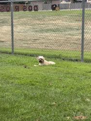 Found/Stray Unknown Dog last seen 34th Street, Evans, CO 80620
