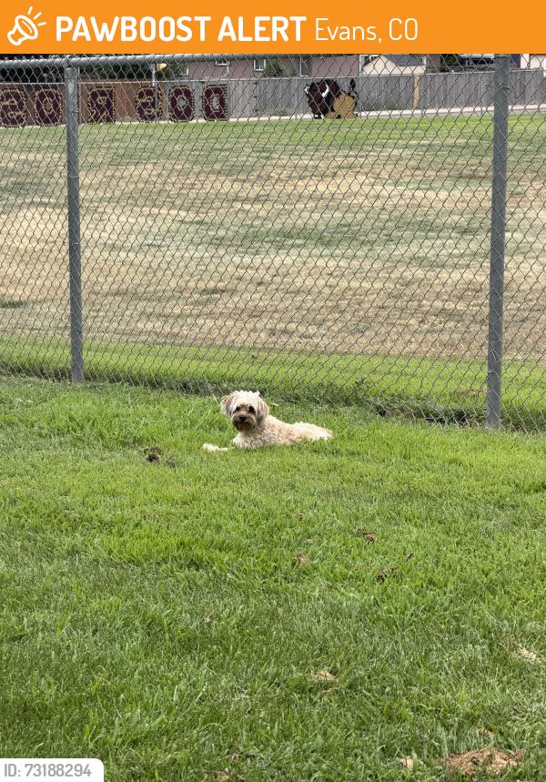 Found/Stray Unknown Dog last seen 34th Street, Evans, CO 80620