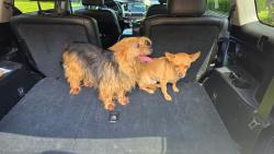 Found/Stray Male Dog last seen State Route 96 & Aldridge Rd, Ft. Valley, GA, Fort Valley, GA 31030