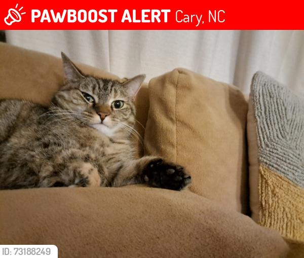 Lost Female Cat last seen Green Level Church Rd and Mills rd, Cary, NC 27519