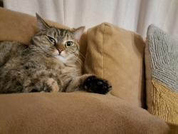 Lost Female Cat last seen Green Level Church Rd and Mills rd, Cary, NC 27519