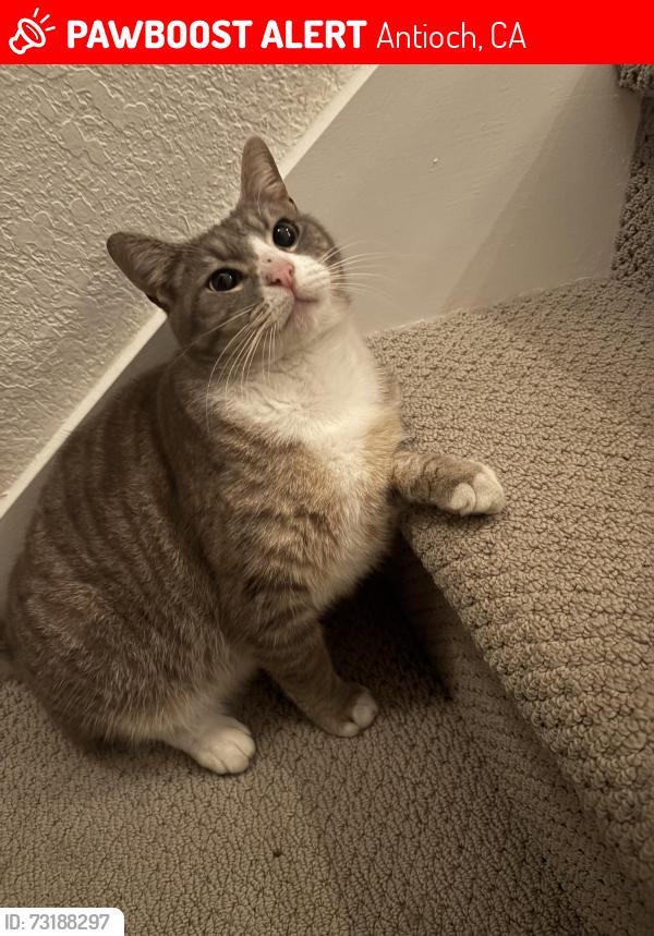 Lost Female Cat last seen Hillcrest, Antioch, CA 94531