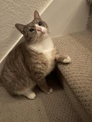 Lost Female Cat last seen Hillcrest, Antioch, CA 94531