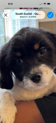 Reunited Male Dog last seen Monticello and Green, Cleveland, OH 44143
