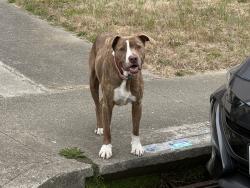 Reunited Male Dog last seen Higate & Belhaven in Daly City, Daly City, CA 94015