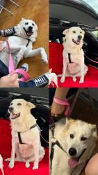 Lost Female Dog last seen Raul Longoria & Sioux Rd, San Juan, TX 78589