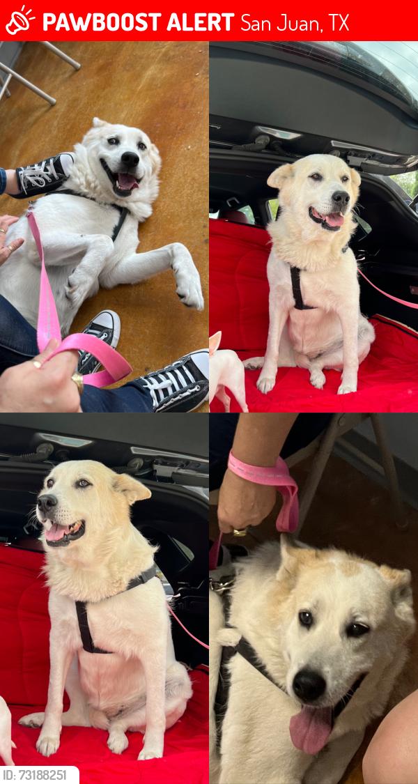 Lost Female Dog last seen Raul Longoria & Sioux Rd, San Juan, TX 78589