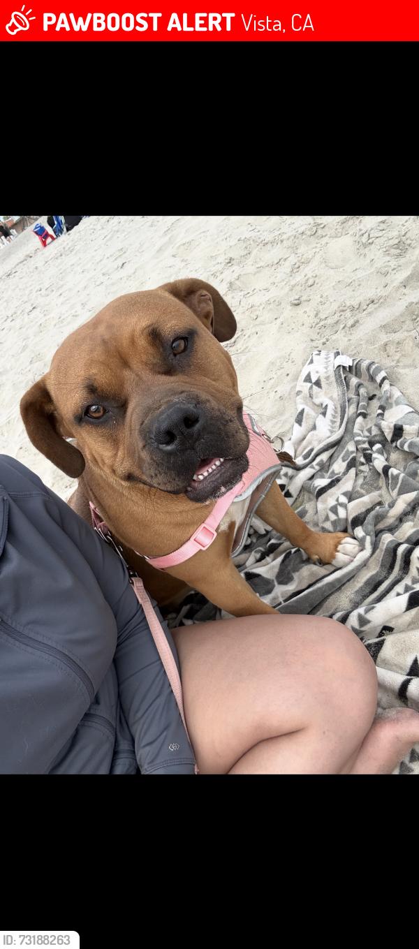 Lost Female Dog last seen vista village, Vista, CA 92083