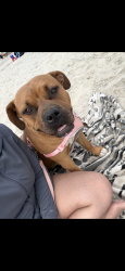 Lost Female Dog last seen vista village, Vista, CA 92083
