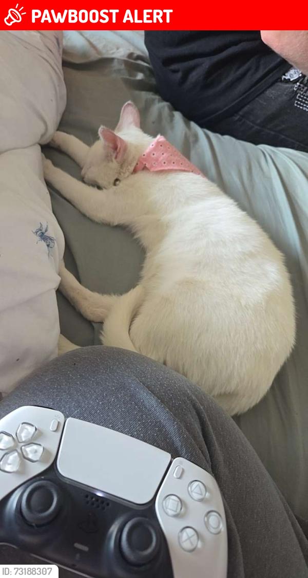 Lost Female Cat last seen Cannock road, Featherstone, England WV10 7AA