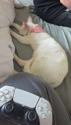 Lost Female Cat last seen Cannock road, Featherstone, England WV10 7AA