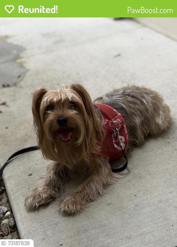 Reunited Female Dog last seen Sunset Blvd & N Alpine Dr, Beverly Hills, CA 90210, USA, Beverly Hills, CA 90210