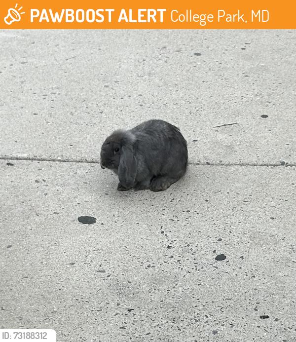 Found/Stray Unknown Rabbit last seen Yale & Knox, behind Ledo’s and City Hall, College Park, MD 20740