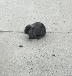 Found/Stray Unknown Rabbit last seen Yale & Knox, behind Ledo’s and City Hall, College Park, MD 20740