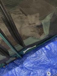 Reunited Male Cat last seen Fuller Park, Napa, CA 94559