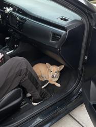 Reunited Male Dog last seen Near Delano Dr, Riverside, CA 92503, USA, Riverside, CA 92503