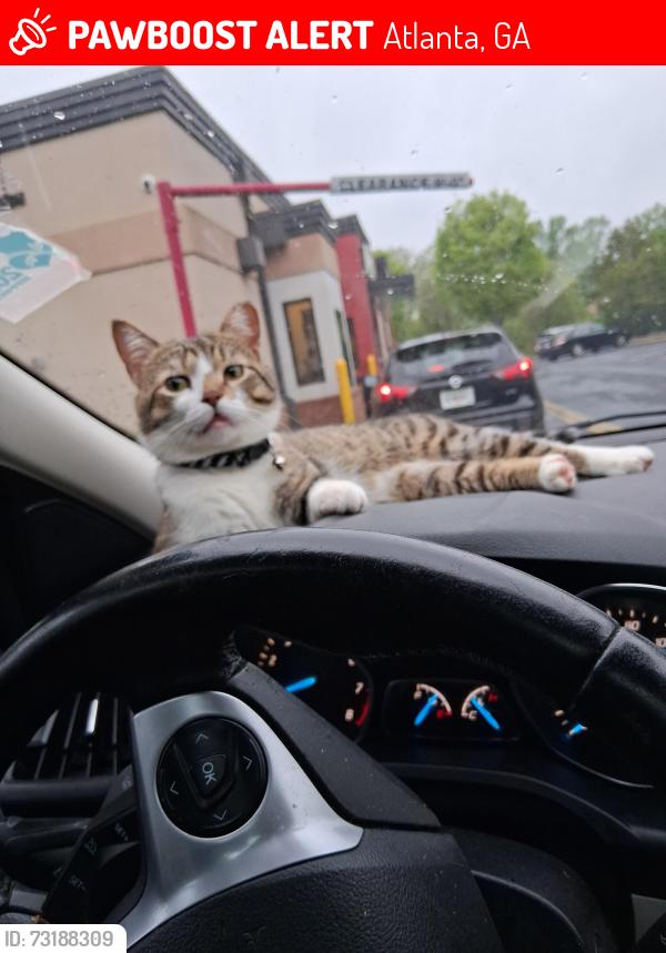 Lost Male Cat last seen Hamilton E Holmes dr Atlanta Ga, Atlanta, GA 30318