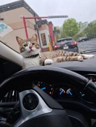 Lost Male Cat last seen Hamilton E Holmes dr Atlanta Ga, Atlanta, GA 30318