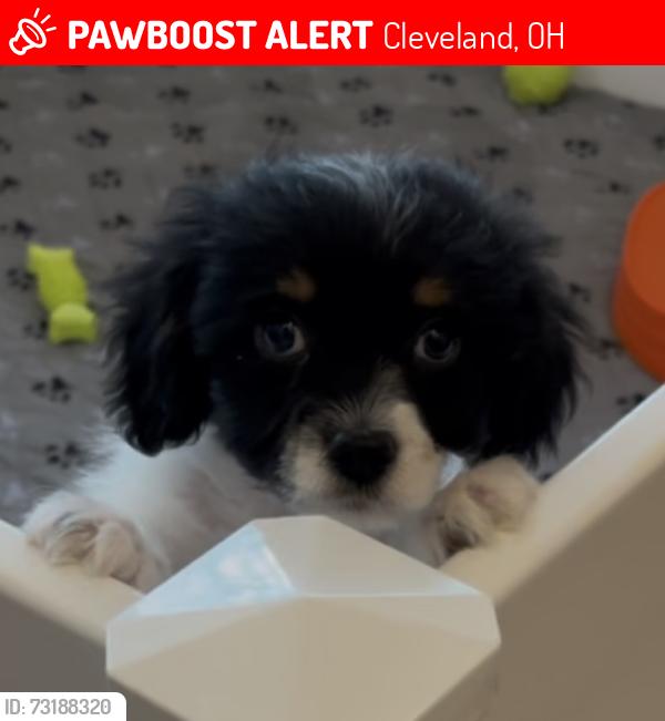 Lost Male Dog last seen Wilson Mills, Cleveland, OH 44143