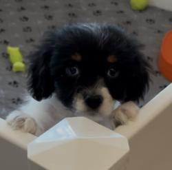 Lost Male Dog last seen Wilson Mills, Cleveland, OH 44143