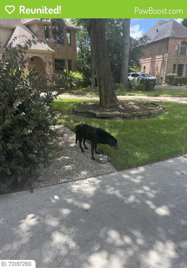 Reunited Unknown Dog last seen Blue Spring Way, Spring Creek Oaks, TX 77379
