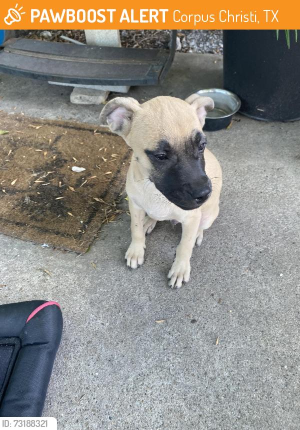 Found/Stray Male Dog last seen Near Greyhound Racetrack, Corpus Christi, TX 78401
