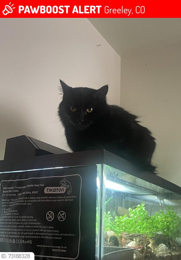 Lost Female Cat last seen 9th st and 12ave up, Greeley, CO 80631