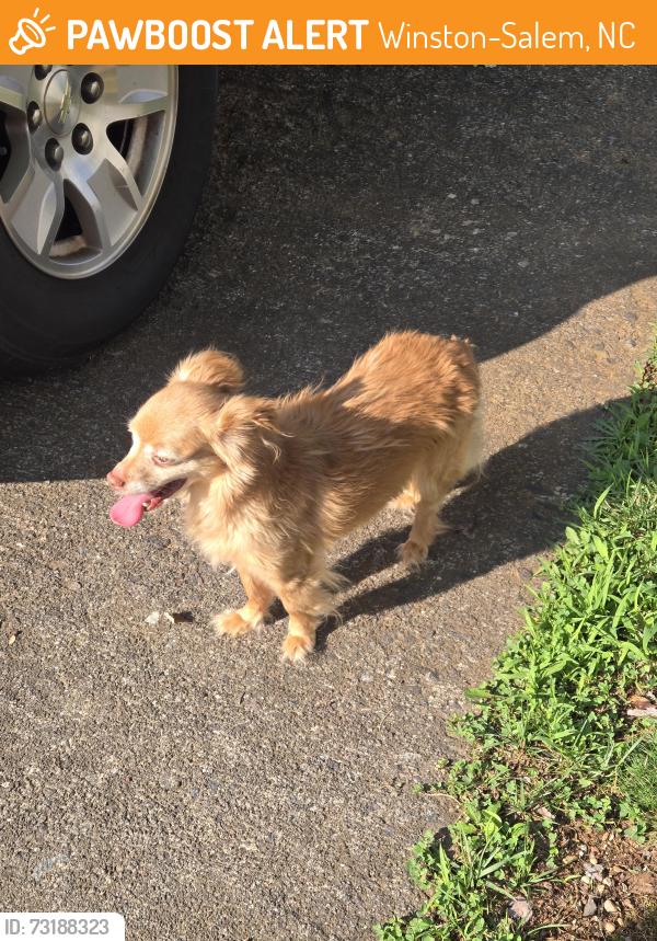 Found/Stray Unknown Dog last seen Near Hope Church Rd, Winston-Salem, NC 27127