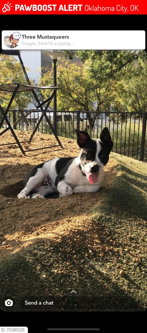 Lost Female Dog last seen Nw23 meridian, Oklahoma City, OK 73107