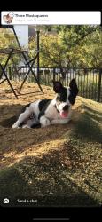 Lost Female Dog last seen Nw23 meridian, Oklahoma City, OK 73107