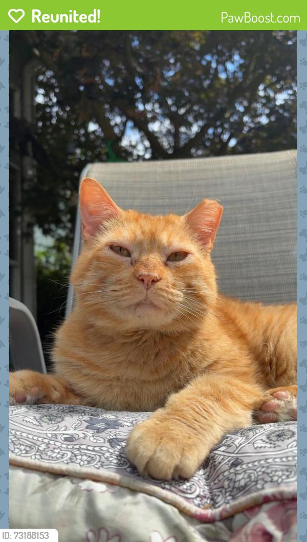 Reunited Male Cat last seen Cogir at the narrows, Sunset Dr, N Laurel Ln, N 9th St, Tacoma, WA 98406