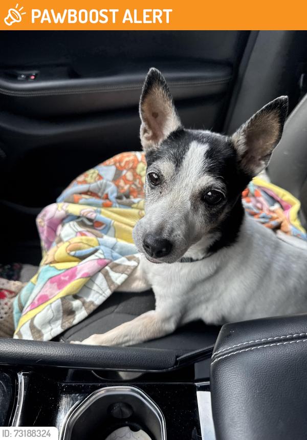 Found/Stray Male Dog last seen Beech Fork State Park, Long Branch Rd, WV 25504