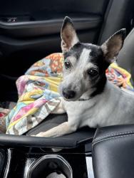 Found/Stray Male Dog last seen Beech Fork State Park, Long Branch Rd, WV 25504
