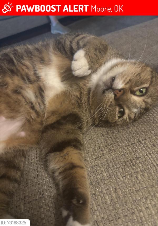 Lost Male Cat last seen Near th street, Moore, OK 73170